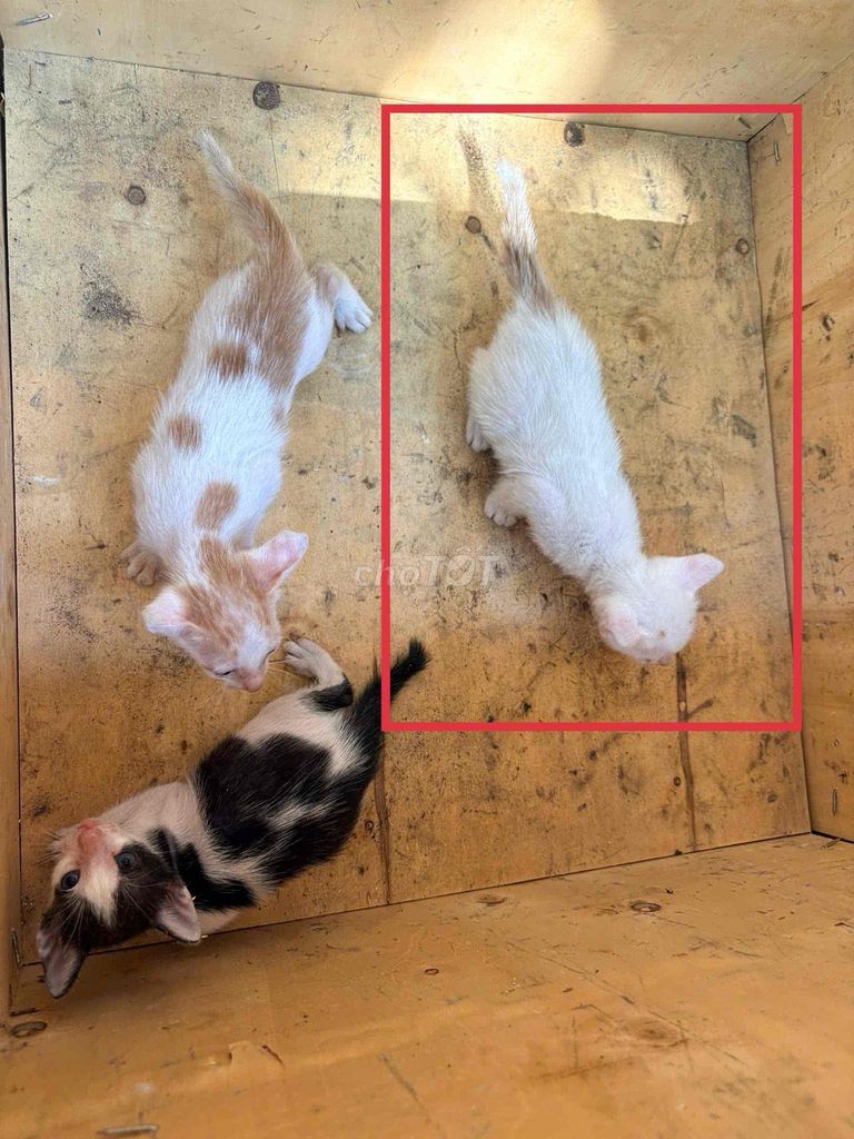 Mèo con Trắng đốm vàng. Mua bán Mèo tại Thành phố Vũng Tàu Bà Rịa - Vũng Tàu được đăng bởi Hà Tuấn hình 1