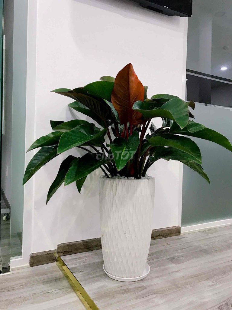 Cây cảnh Trầu bà đế vương. Mua bán Cây cảnh, đồ trang trí tại Huyện Gia Lâm Hà Nội được đăng bởi Vũ Giáp hình 1