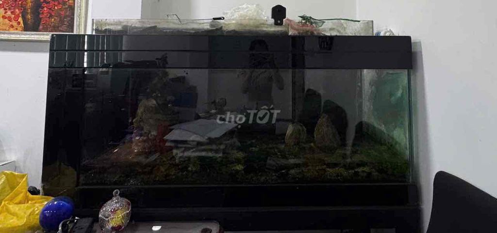 Bể cá cảnh Kính 1m5x50cmx70cm. Mua bán Phụ kiện, Thức ăn, Dịch vụ tại Quận 1 Tp Hồ Chí Minh được đăng bởi Hạnh Nguyễn hình 1