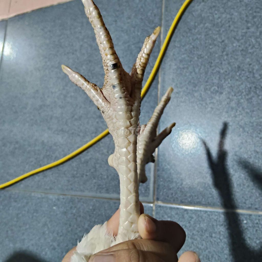Thái mỹ nguyên con