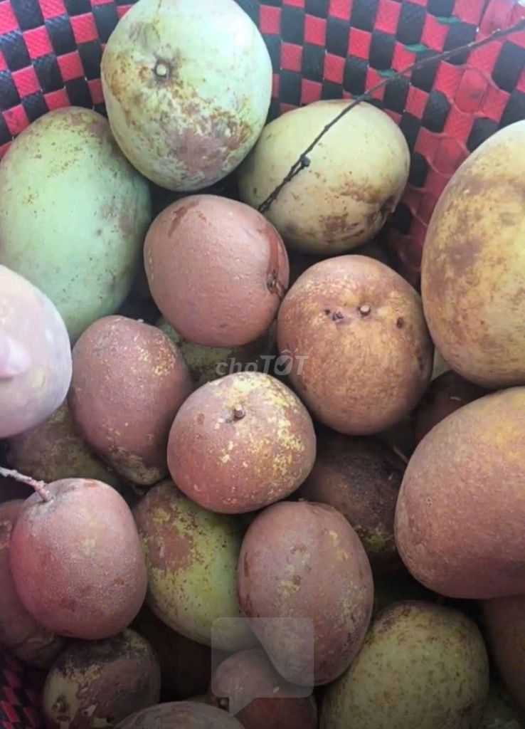 Xoài Tứ Quý 2kg Ngọt chua bột. Mua bán Đồ ăn, thực phẩm và các loại khác tại Quận 7 Tp Hồ Chí Minh được đăng bởi Phượng hình 1