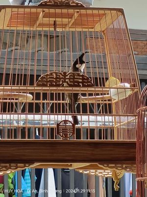 Cần bán chim như hình. Mua bán Chim tại Thành phố Dĩ An Bình Dương được đăng bởi Anh hòa