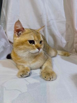 Mèo Golden NY25 form to (giống Golden thuần chủng)