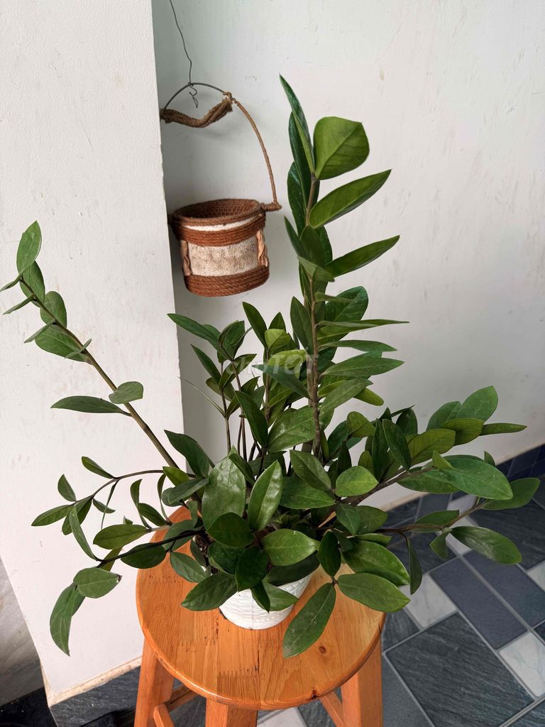 cây kim tiền đặt bàn làm việc. Mua bán Cây cảnh, đồ trang trí tại Thành phố Thủ Đức Tp Hồ Chí Minh được đăng bởi my my hình 2