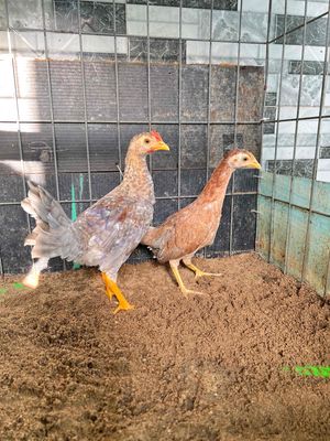 Cặp gà tre cuban rặc 1 tháng. Mua bán Gà tại Quận 8 Tp Hồ Chí Minh được đăng bởi Phúc Thịnh
