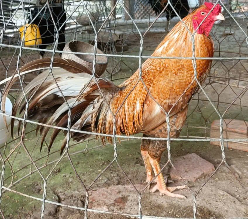 Cú Vàng 2.9 kg. Mua bán Gà tại Huyện Cao Lãnh Đồng Tháp được đăng bởi Trung Đuôi Cồn hình 1