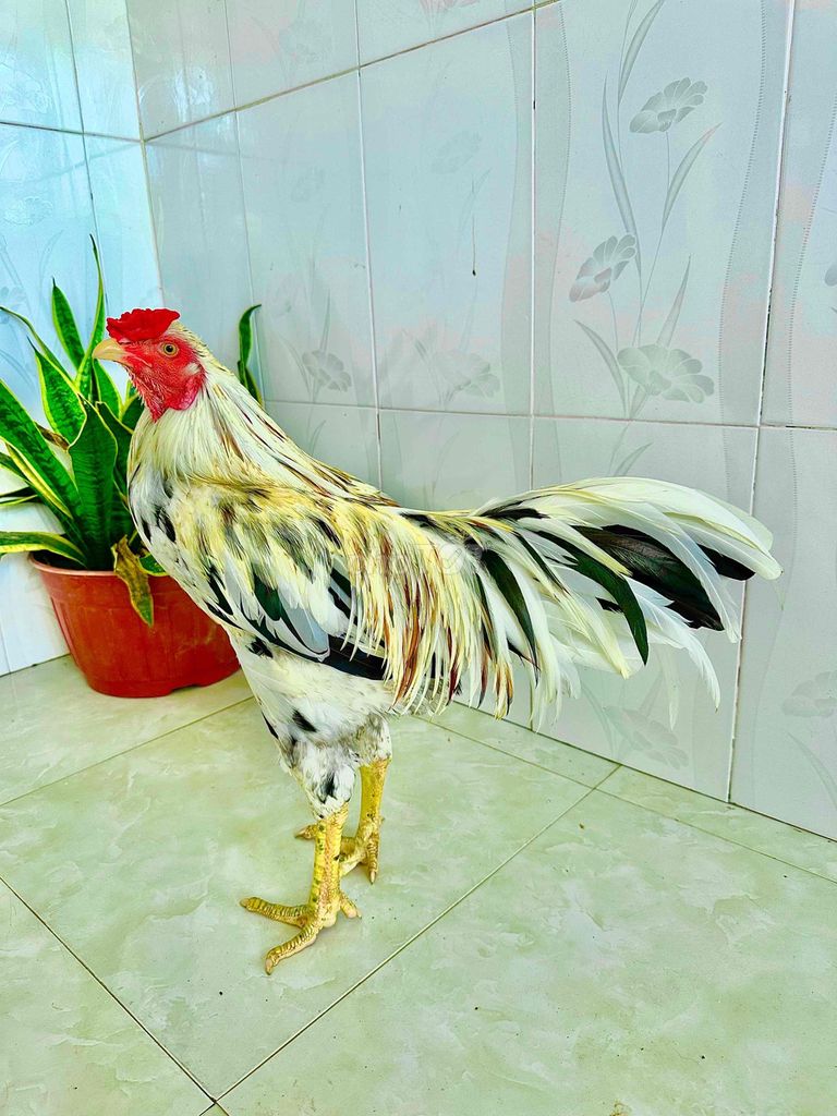 🍀Bướm 3k1 chân điểm thập cựa. Mua bán Gà tại Thành phố Ngã Bảy Hậu Giang được đăng bởi TRẠI GÀ TẤN PHÁT 68 hình 1