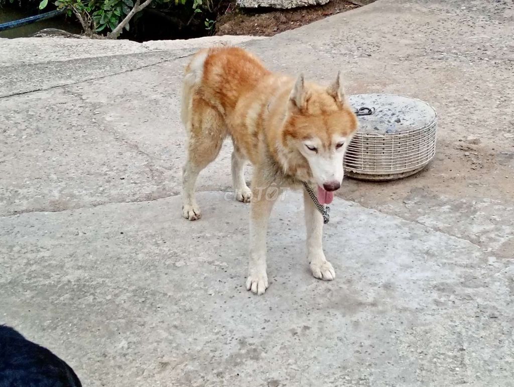 Chó Husky Vàng trắng Đực đã sổ giun. Mua bán Chó tại Thành phố Tây Ninh Tây Ninh được đăng bởi Nhân Rottweiler  hình 1