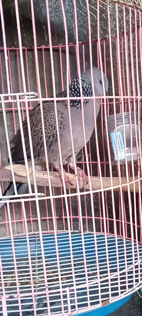 malai mái khách dòng chiêu t. Mua bán Chim tại Huyện Trảng Bom Đồng Nai được đăng bởi Đỗ Được hình 1