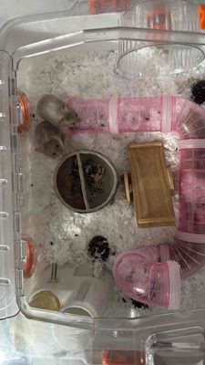 hamster 1 tháng