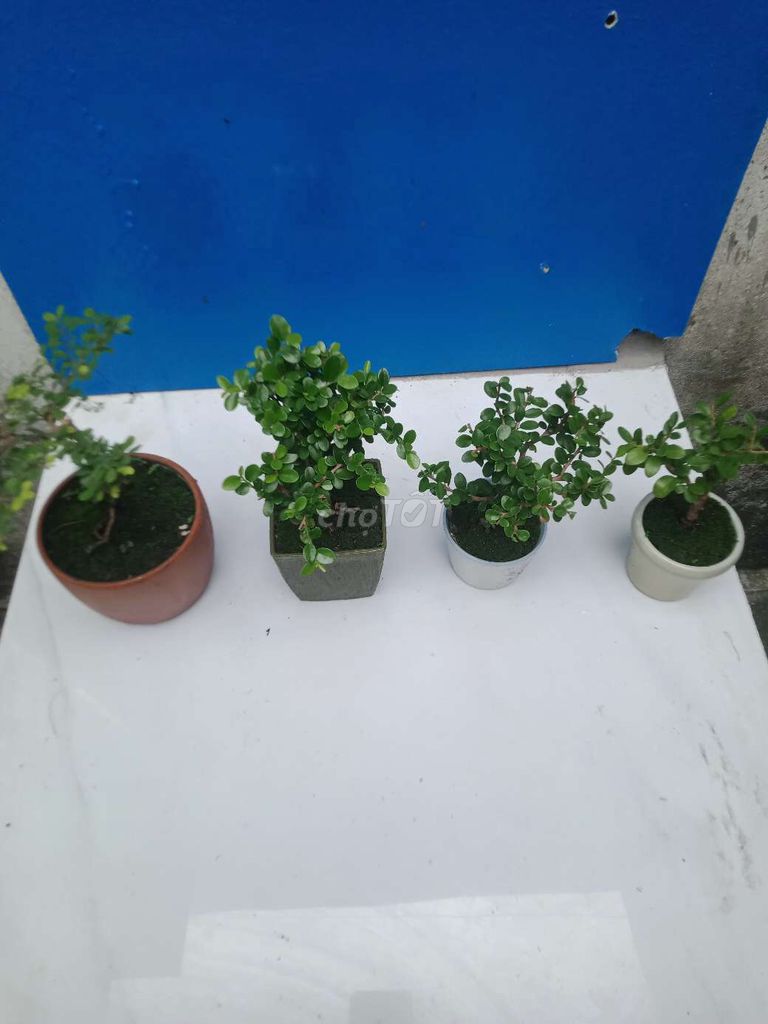 Bonsai mini dáng đẹp 4 chậu khỏe mạnh. Mua bán Cây cảnh, đồ trang trí tại Huyện Hóc Môn Tp Hồ Chí Minh được đăng bởi Pham Long hình 1