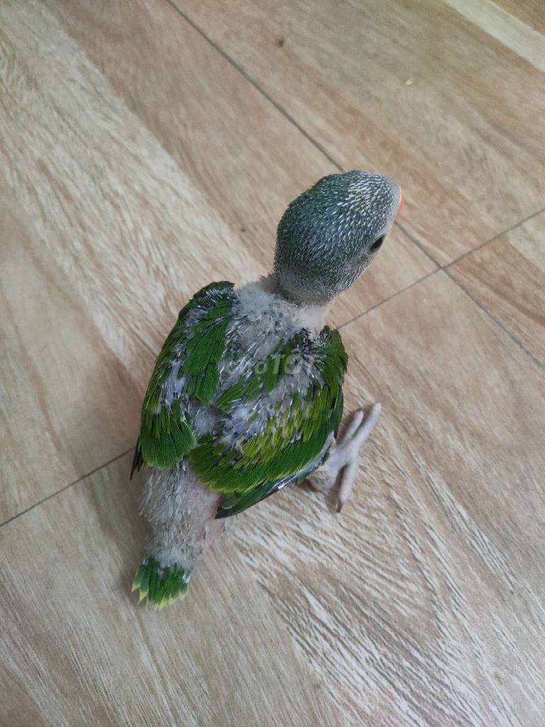 Chim cảnh non. Mua bán Chim tại Quận Hai Bà Trưng Hà Nội được đăng bởi Shop chim cảnh hình 1