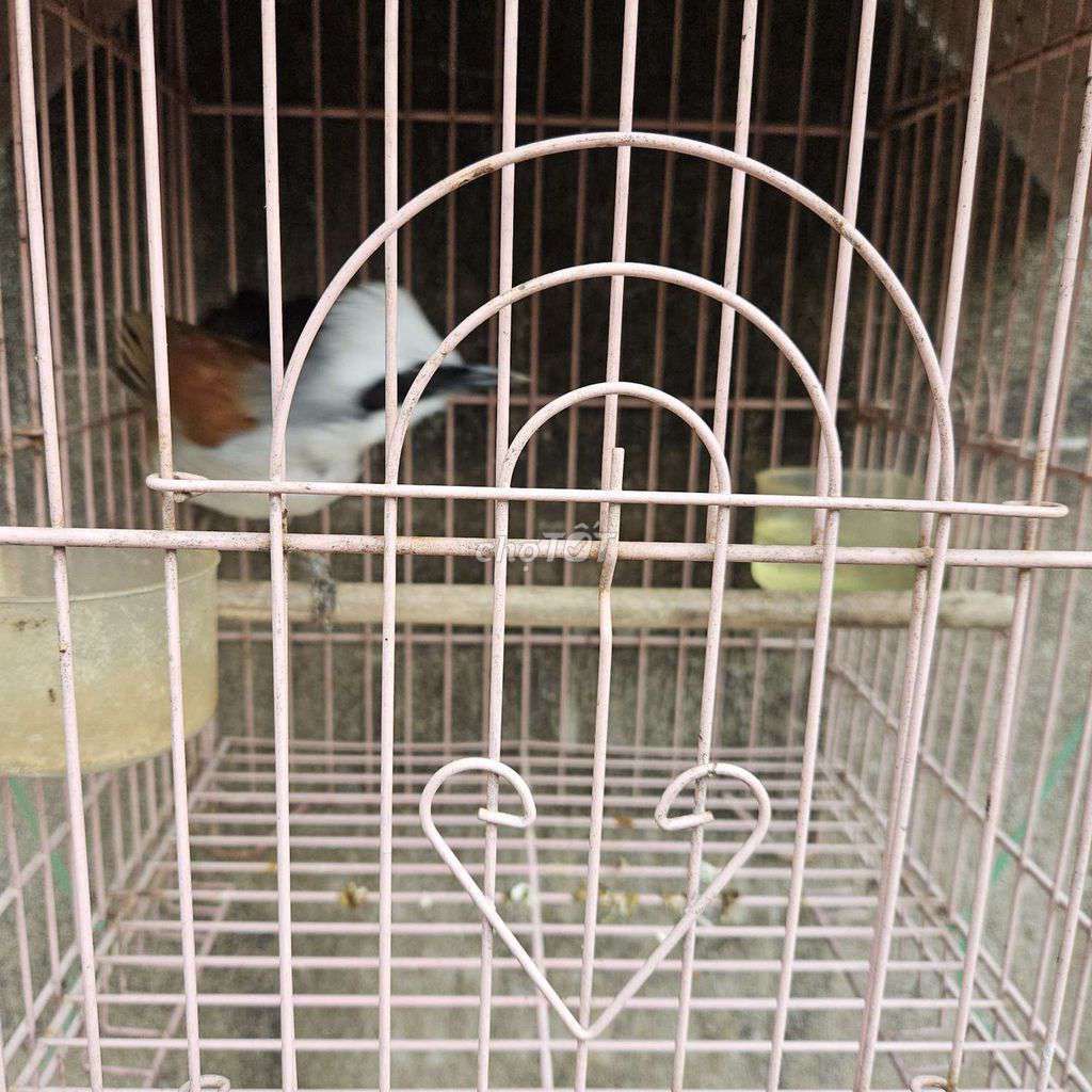 chim bồ chao( khứu đầu bạc). Mua bán Chim tại Quận 12 Tp Hồ Chí Minh được đăng bởi phú hình 1