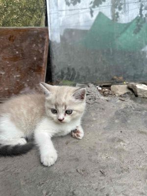 Mèo Anh lông ngắn Trắng kem
