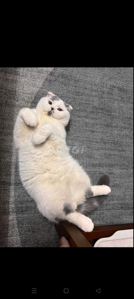 Mèo cảnh Trắng xám. Mua bán Mèo tại Quận Ba Đình Hà Nội được đăng bởi Oanh Vu hình 1