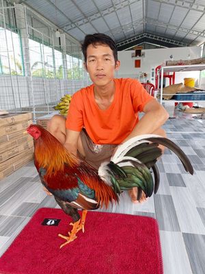Mỹ F1 2.6kq. Mua bán Gà tại Huyện Mỹ Tú Sóc Trăng được đăng bởi Tiền Gà 