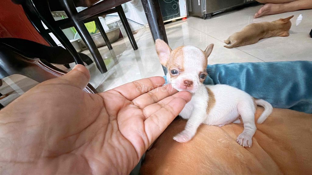 Chó Chihuahua đực chocolate. Mua bán Chó tại Quận Bình Tân Tp Hồ Chí Minh được đăng bởi Ngô Phương hình 1