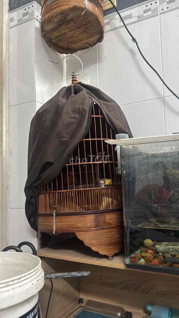 chim lỗi 1 móng giữa. Mua bán Chim tại Quận Tân Bình Tp Hồ Chí Minh được đăng bởi vũ hình 1