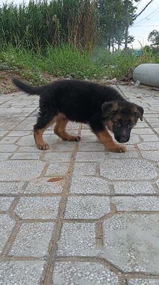 Chó becgie đức cái 2 tháng tuổi. Mua bán Chó tại Quận Bình Thuỷ Cần Thơ được đăng bởi Phạm thị Chương Đài