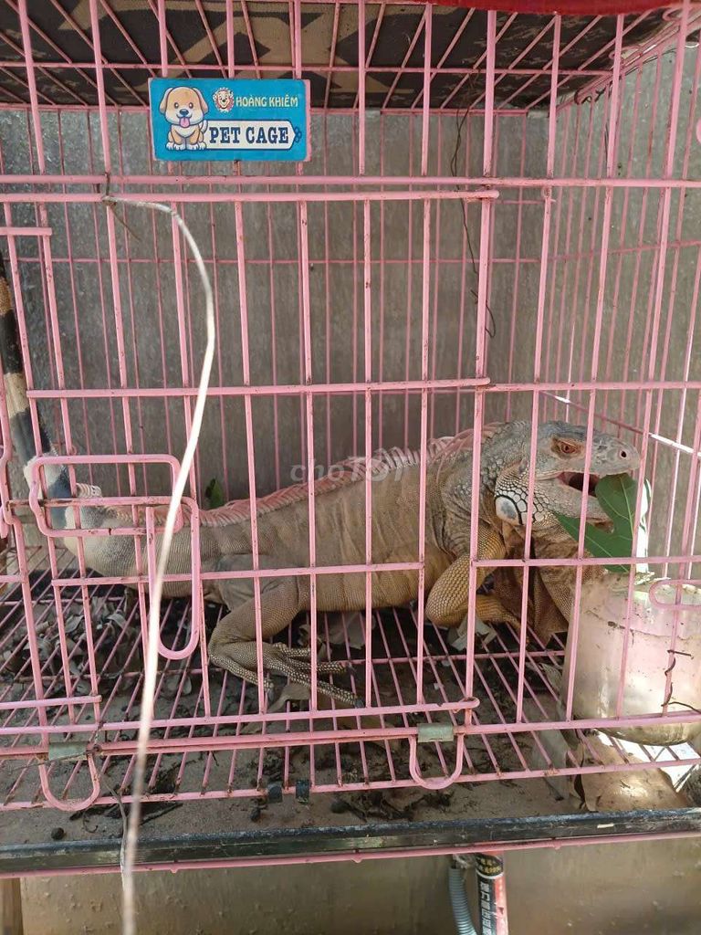 bán. Mua bán Thú cưng khác tại Thị xã Tân Uyên Bình Dương được đăng bởi nguyên sang hình 1