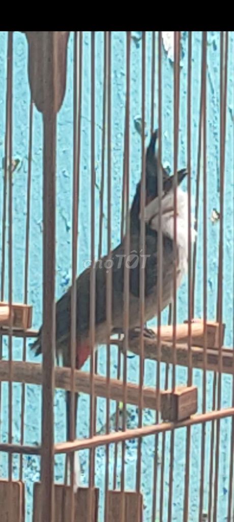 Chim cảnh bình dương . Mua bán Chim tại Thành phố Thủ Dầu Một Bình Dương được đăng bởi tuyen  hình 1