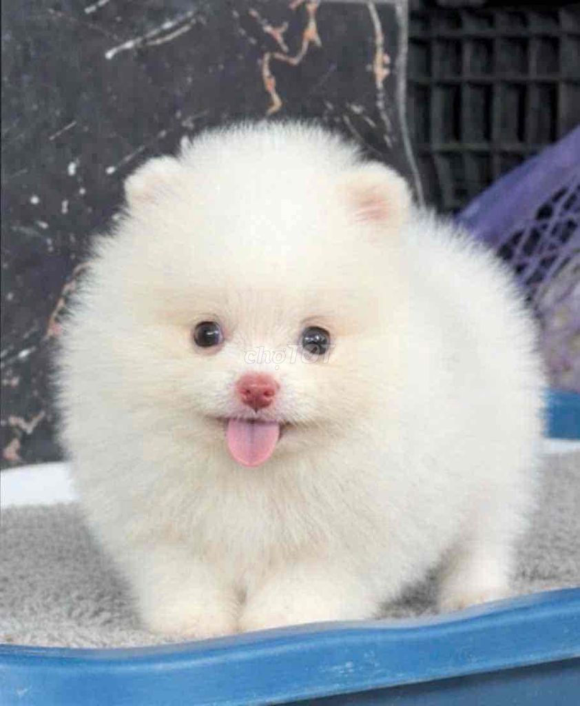 Chó Phốc Sóc trắng lông xù. Mua bán Chó tại Huyện Bình Chánh Tp Hồ Chí Minh được đăng bởi mini pet house sài gòn hình 1