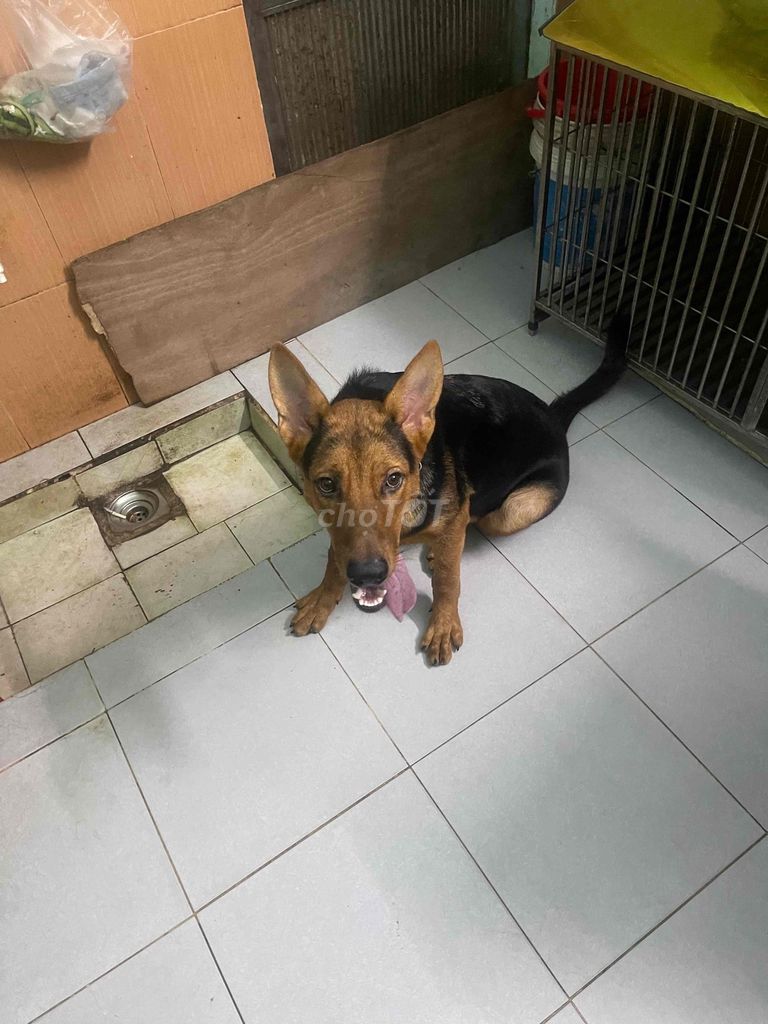 Chó Becgie cái 6 tháng tuổi. Mua bán Chó tại Quận Sơn Trà Đà Nẵng được đăng bởi hơi bảnh hình 1
