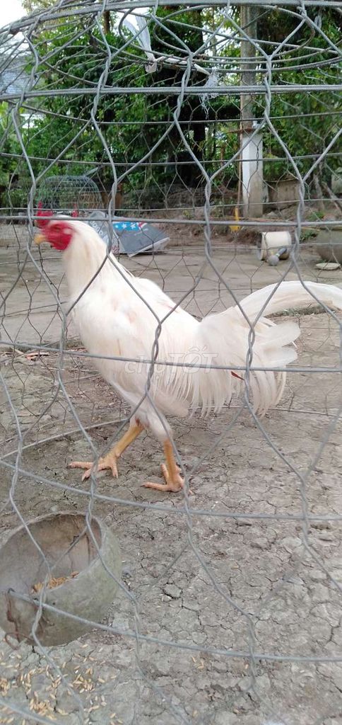 Gà trống 2,8 kg màu Trắng. Mua bán Gà tại Huyện Phong Điền Cần Thơ được đăng bởi Ký cần Thơ  hình 1