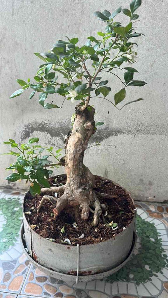 Cây cảnh Nguyệt quế 8 năm hoa Trắng. Mua bán Cây cảnh, đồ trang trí tại Huyện Phụng Hiệp Hậu Giang được đăng bởi Minhquan hình 1