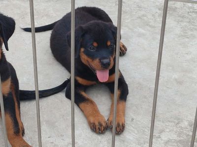 Chó Rottweiler.Mập Như 🐖