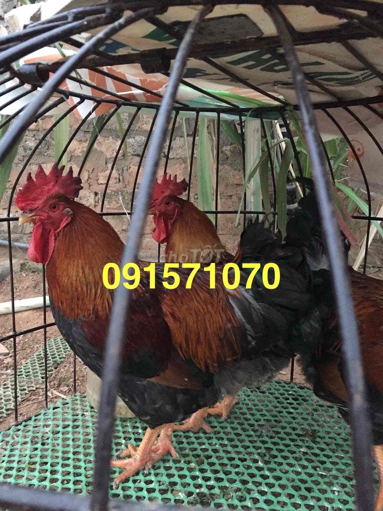 Bán sỉ và lẻ gà đồi Yên Thế chuẩn xịn 100%.. Mua bán Đồ ăn, thực phẩm và các loại khác tại Quận Bắc Từ Liêm Hà Nội được đăng bởi Hoàng Thuý hình 4