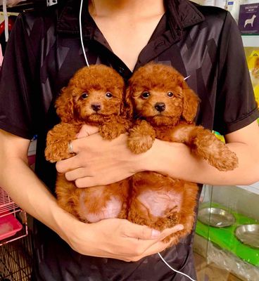 Chó Poodle nhiều màu đã tiêm phòng