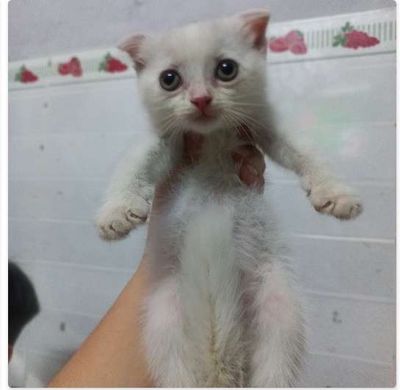 Mèo tìm nhà gấp ạ.. Mua bán Mèo tại Quận 8 Tp Hồ Chí Minh được đăng bởi Tú Anh