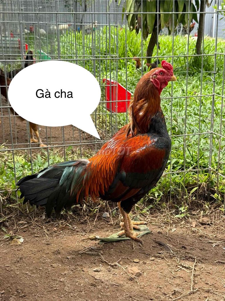 (Đã bán) Gà mái con F1, cha mẹ Hatch_Asil_Jap.... Mua bán Gà tại Huyện Hóc Môn Tp Hồ Chí Minh được đăng bởi Trại gà nhập  hình 5