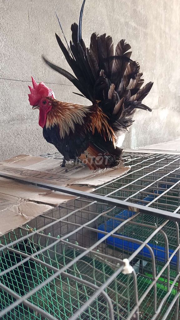 Gà trống Đa sắc. Mua bán Gà tại Huyện Long Thành Đồng Nai được đăng bởi khanh nam hình 1
