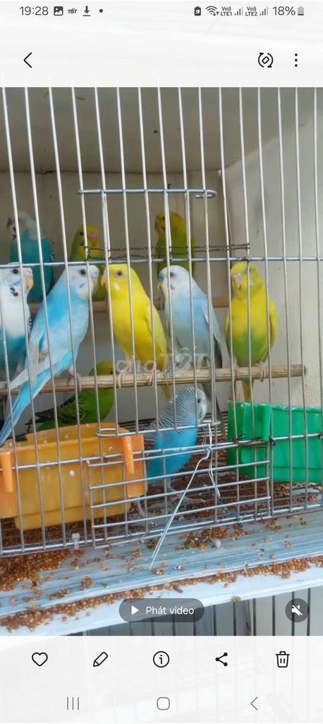 Chim yến phụng nhiều màu. Mua bán Chim tại Quận Long Biên Hà Nội được đăng bởi tổng kho sỉ hình 1