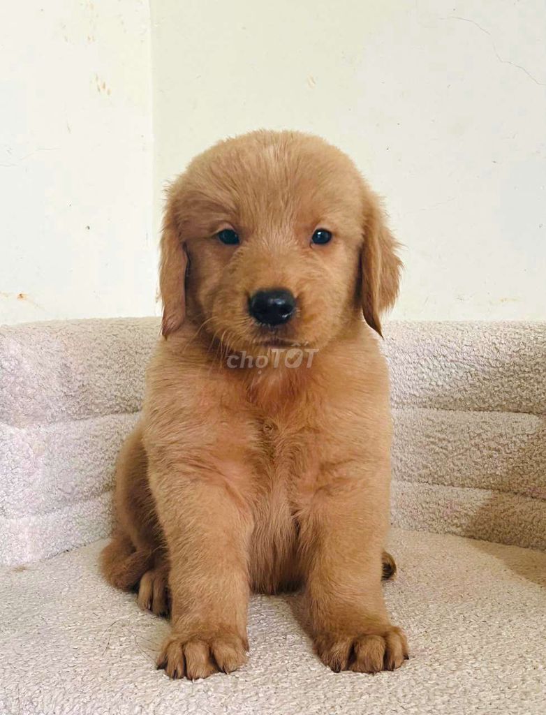 Chó Golden Retriever con đã tiêm phòng. Mua bán Chó tại Thành phố Buôn Ma Thuột Đắk Lắk được đăng bởi Anh khoa hình 1
