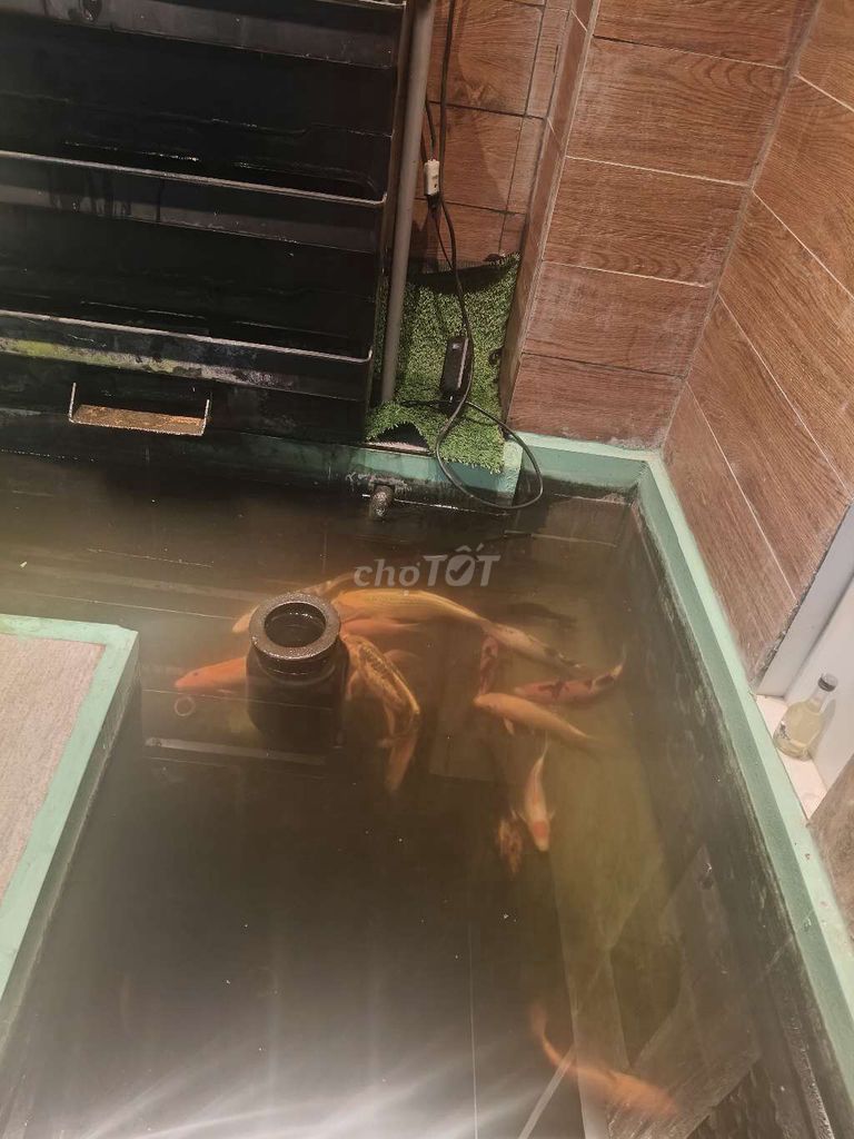 Cá Koi nhiều màu khỏe mạnh. Mua bán Thú cưng khác tại Quận Liên Chiểu Đà Nẵng được đăng bởi Tình Lê hình 1