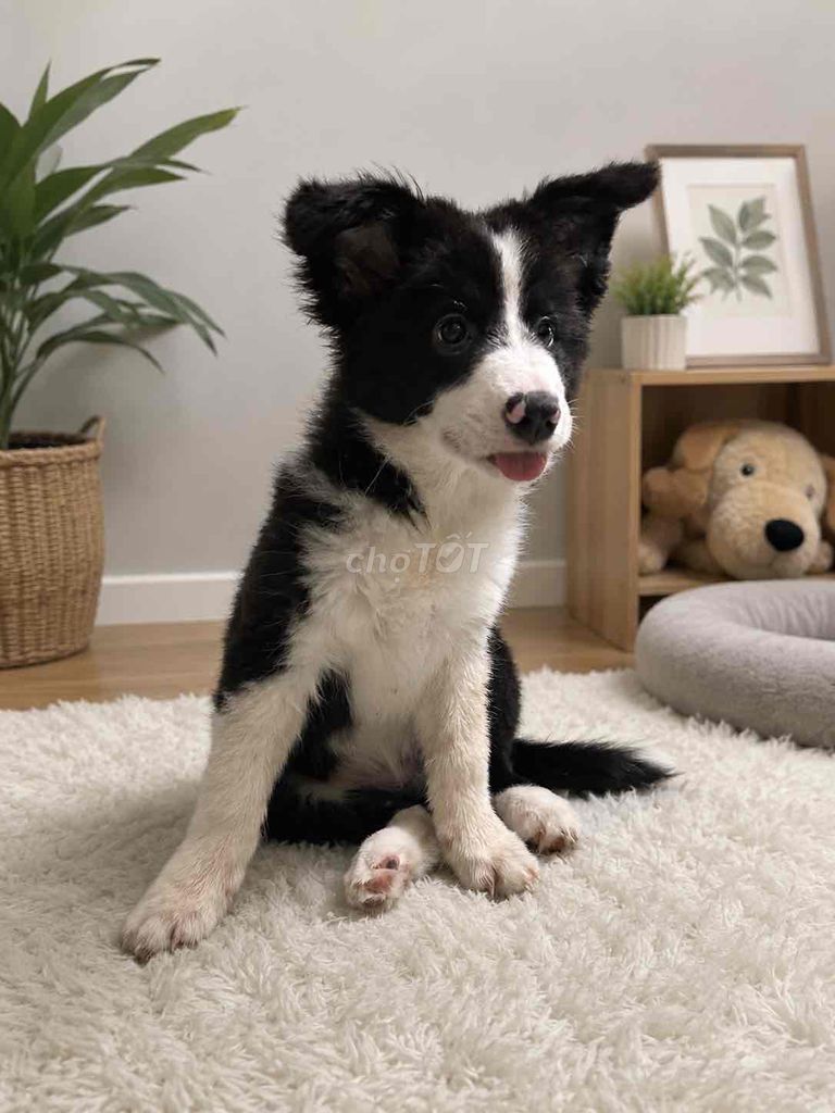 Chó Border Collie đen trắng 3 tháng 2 mũi. Mua bán Chó tại Quận Bình Thạnh Tp Hồ Chí Minh được đăng bởi shun hình 1