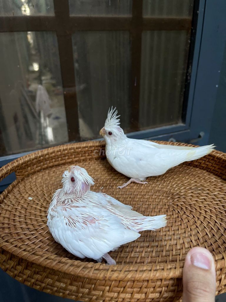Vẹt Cockatiel Trắng Non. Mua bán Chim tại Quận Sơn Trà Đà Nẵng được đăng bởi Vu Nguyen hình 1