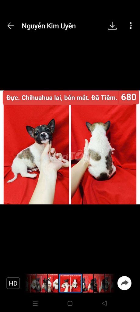 Corgi chihuahua phú quốc lai đã tiêm vài trăm.. Mua bán Chó tại Huyện Hóc Môn Tp Hồ Chí Minh được đăng bởi fb NH Táo bán điện thoại và chó mèo có ship hình 5