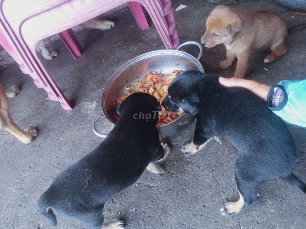 Chó con Đực Cái Đen Nâu. Mua bán Chó tại Thị xã Bến Cát Bình Dương được đăng bởi Nguyễn Tuấn  hình 1