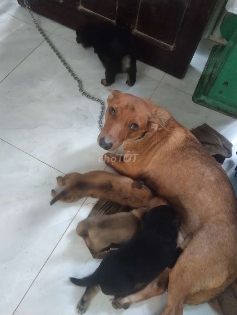 bán Chó con nhỏ tuổi. Mua bán Chó tại Thành phố Vũng Tàu Bà Rịa - Vũng Tàu được đăng bởi Tên chưa cung cấp hình 1