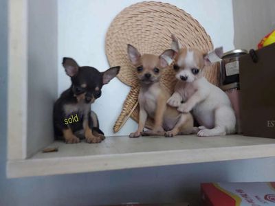 chó Chihuahua 2 tháng size mini 2 cái 2 đực. Mua bán Chó tại Thành phố Thủ Đức Tp Hồ Chí Minh được đăng bởi An 