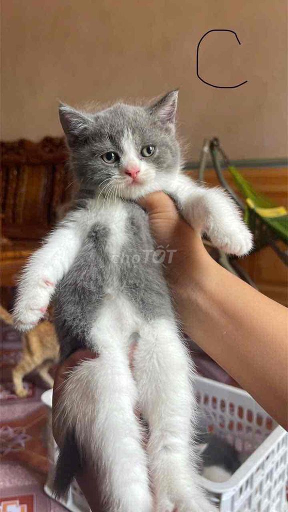 Mèo Bicolor ALN Trắng, Xám Đã tiêm vacxin. Mua bán Mèo tại Quận Cẩm Lệ Đà Nẵng được đăng bởi Thành hình 1
