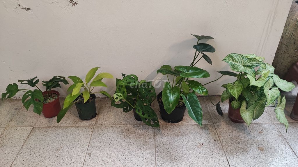 Combo 5 cây đã có chậu trong ảnh