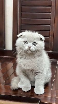 Mèo ALD đực tai cụp 2 tháng