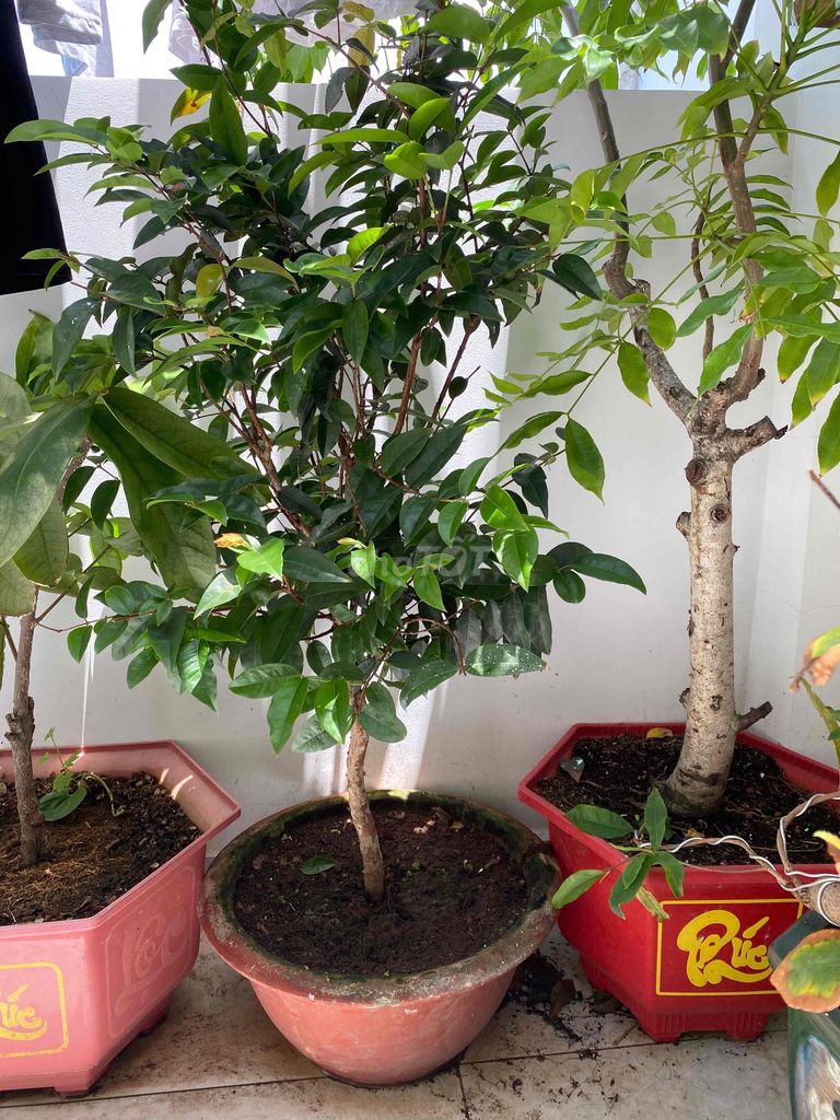 Cây cảnh Nho thân gỗ 1m3 Và giảo Tân Châu Rin. Mua bán Cây cảnh, đồ trang trí tại Huyện Bình Chánh Tp Hồ Chí Minh được đăng bởi Huy  hình 1