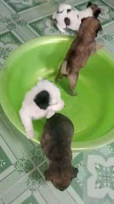 Chó cỏ cái 2 tháng tuổi. Mua bán Chó tại Huyện Chợ Lách Bến Tre được đăng bởi Hoàng Kiệt Võ