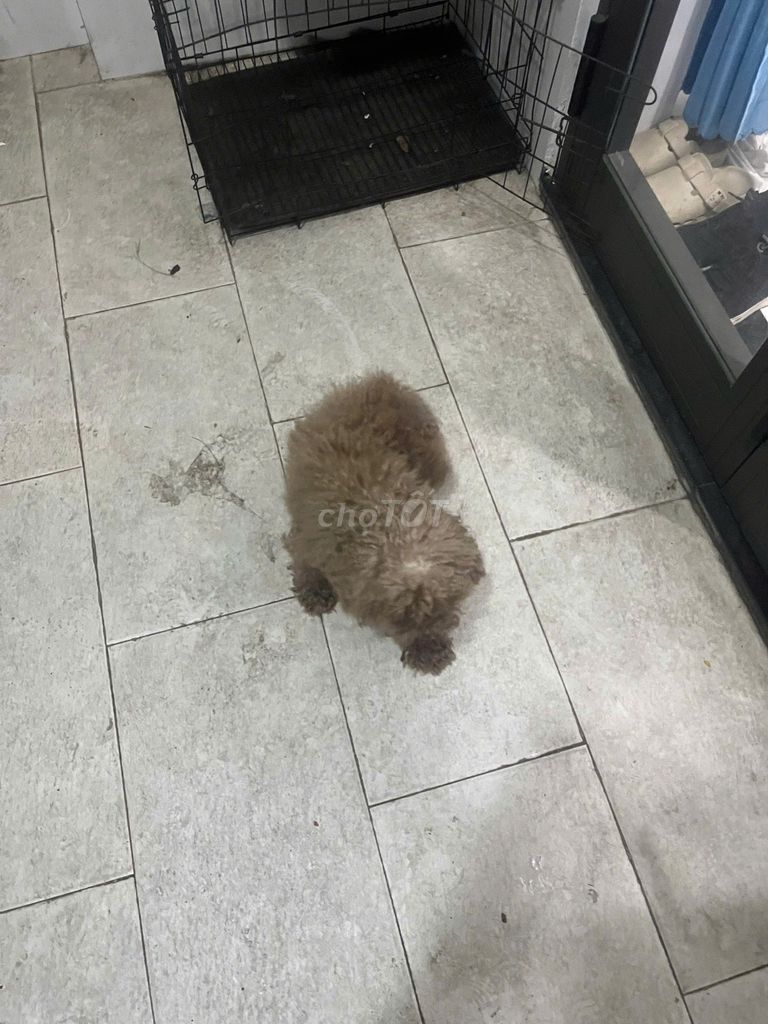 Chó Poodle màu Nâu, Đen. Mua bán Chó tại Quận Thanh Khê Đà Nẵng được đăng bởi Nguyễn Đình Trung hình 1